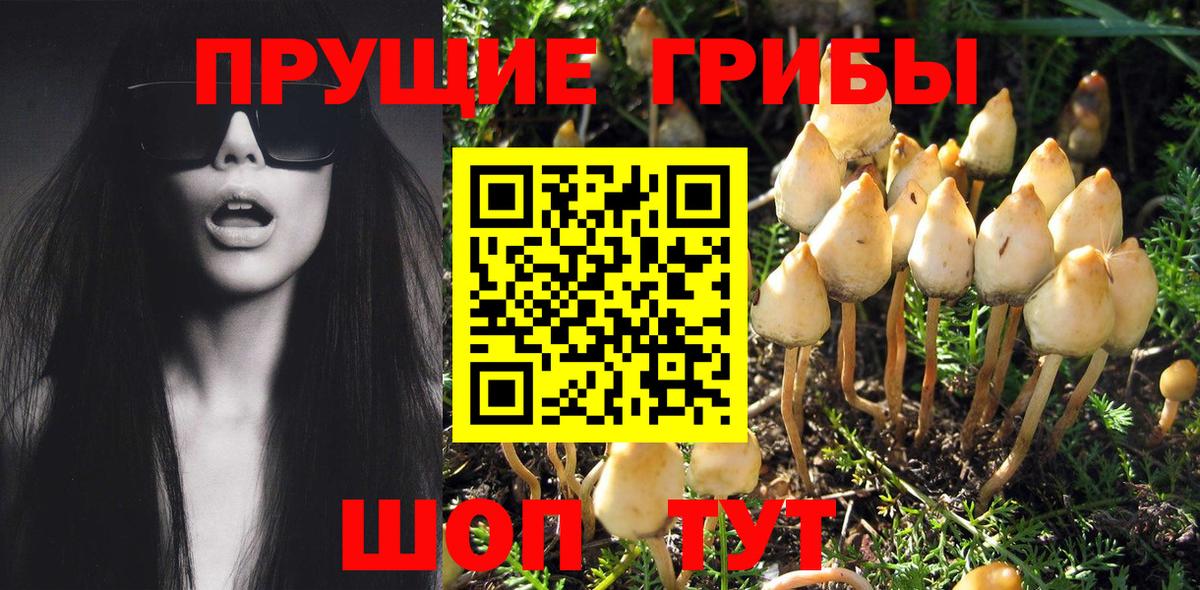 Северобайкальск  Псилоцибиновые грибы MAGIC MUSHROOMS  Вход с VPN 